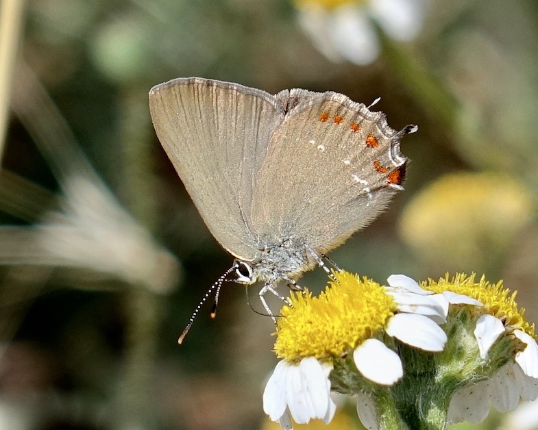 false ilex hairstreak